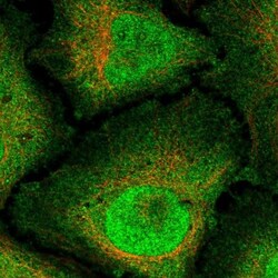 RNF165 Antibody, Novus Biologicals:Antibodies:Primary Antibodies